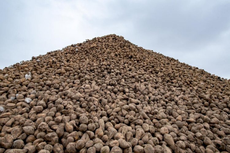 Өңірде қант қызылшасы өндірісі 2 млн тоннаға дейін жеткізіледі