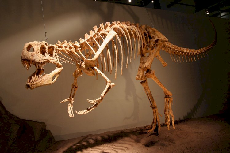 Перуде 36 млн жыл бұрын өмір сүрген динозавр көрсетілді