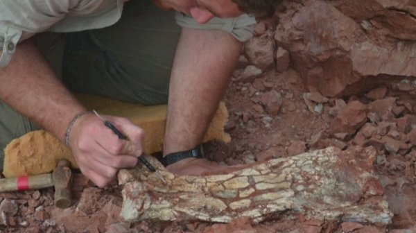 Аргентинада алып птерозаврдың қаңқасы табылды