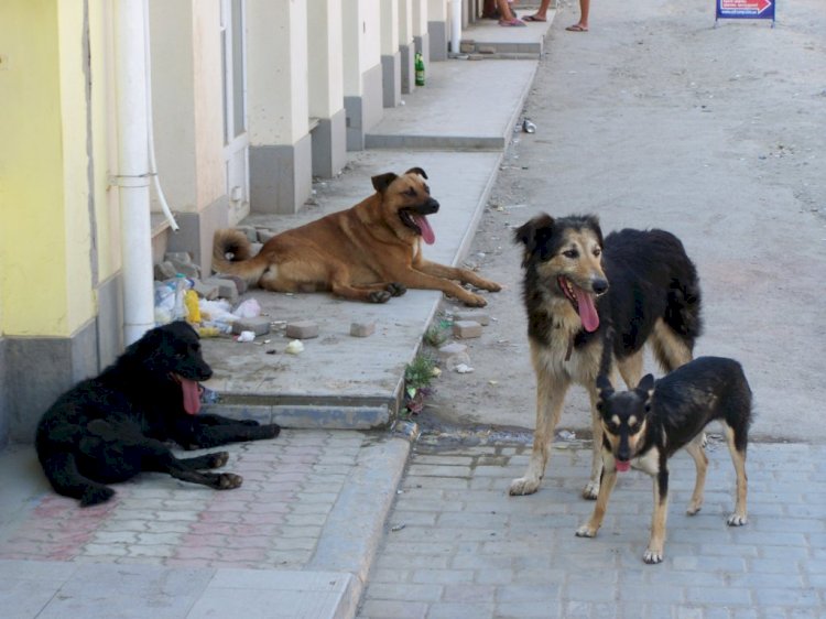 Алматы қаласында қаңғыбас жануарлардың санын ізгілікті түрде реттеу жұмыстары жүргізуде