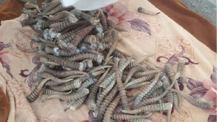Алматы облысында браконьерлерден киік мүйізі толы 13 қап тәркіленді