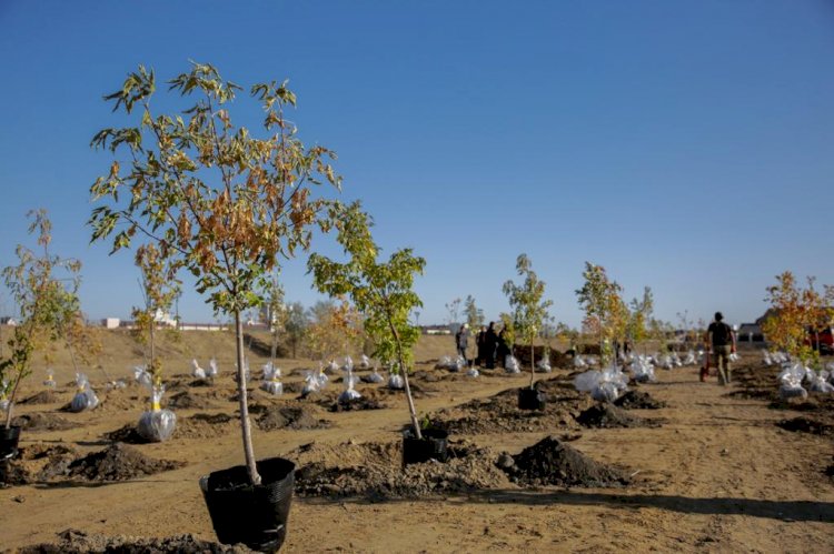 Алматыда 1 миллион ағаш отырғызу бойынша «Жасыл Алматы» бағдарламасын жүзеге асыру жалғасуда
