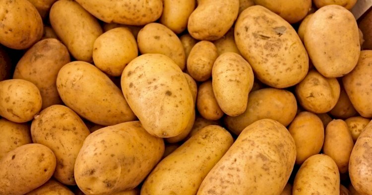 Қазақстанда 3,2 млн тонна картоп жиналды