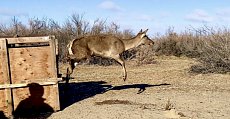 «Алтын Емел» ұлттық паркінен Іле-Балқаш резерватына алғаш рет құландар жеткізілді