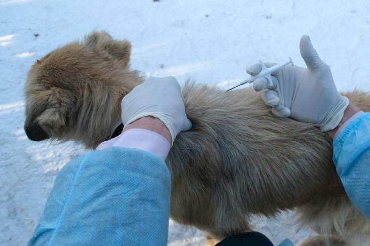 Алматы қалалық ветеринарлық қызметі қаңғыбас иттерді босатады