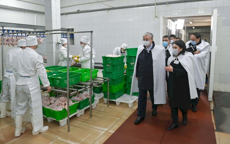 Президент Жамбыл облысында құс фабрикасының жұмысымен танысты