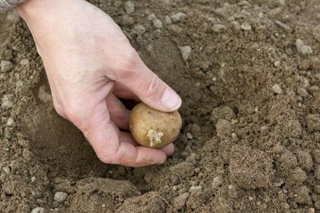 Биыл елімізде картоп 197,6 мың гектар алқапқа егілді