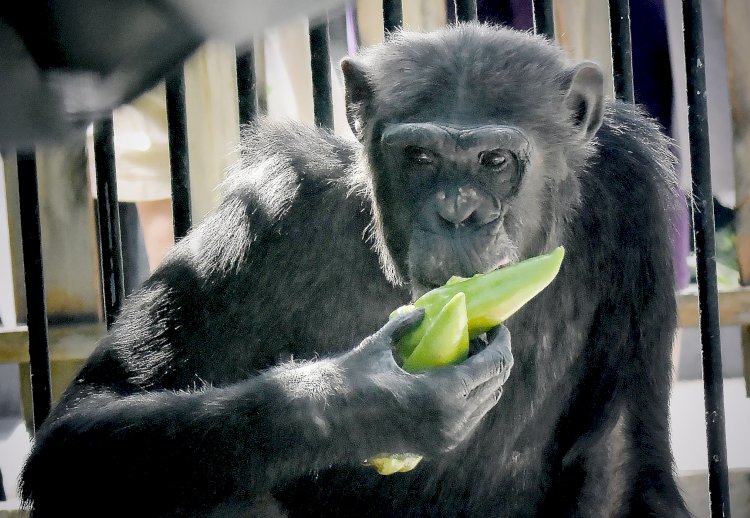 Паша шимпанзе Лола атты жұбын тапты